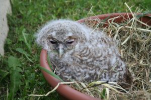 baby owl