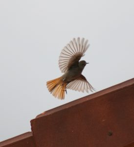 black redstart