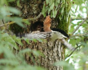 hoopoe